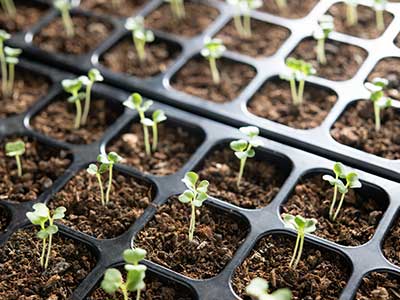 Seedling Trays