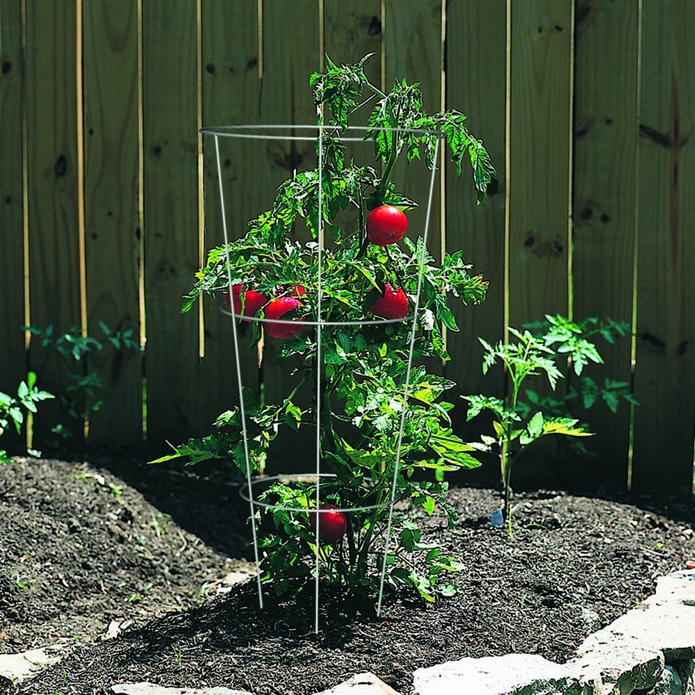 Tomato Cages