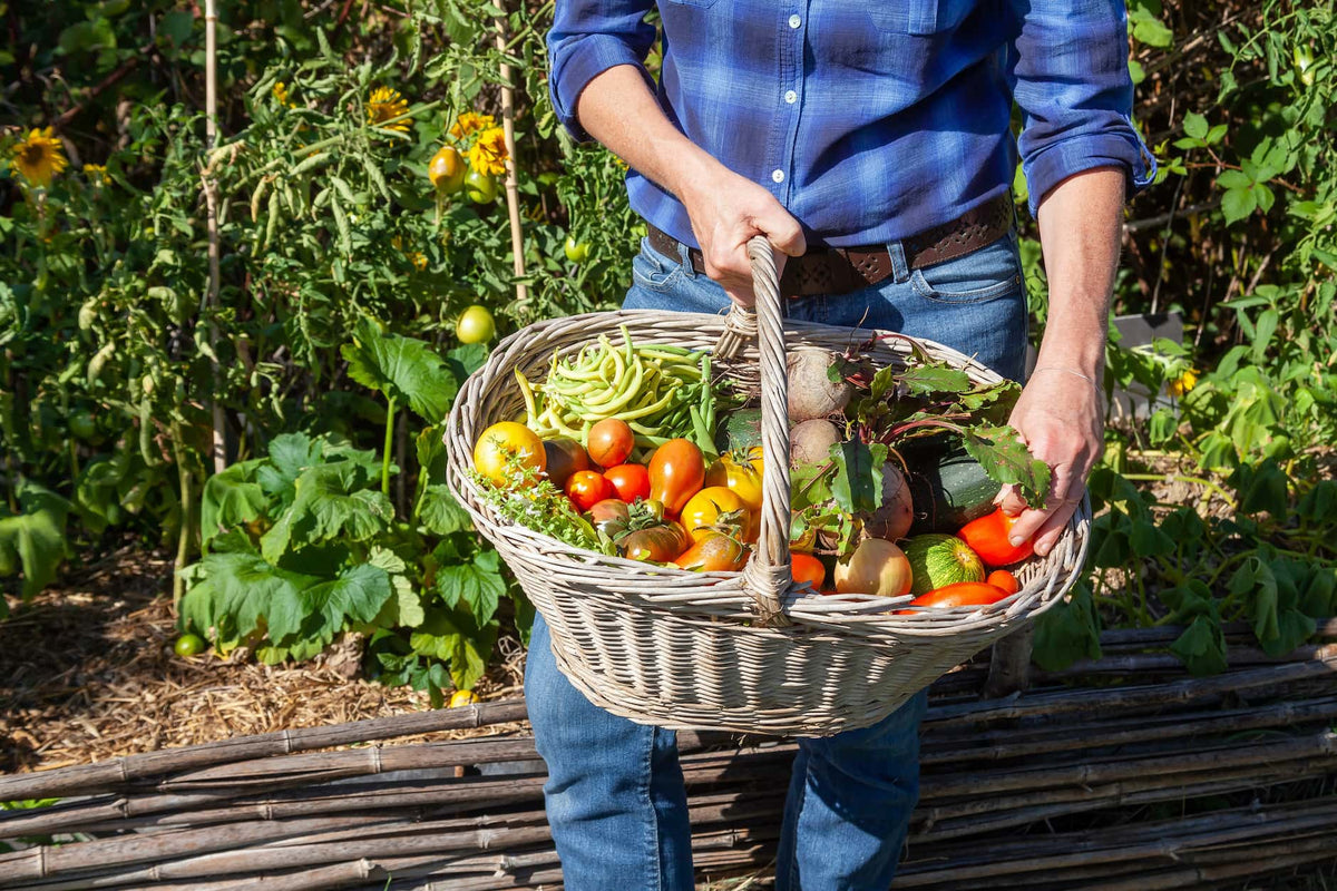 Harvesting & Food Growing