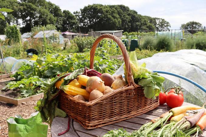 Harvest Baskets