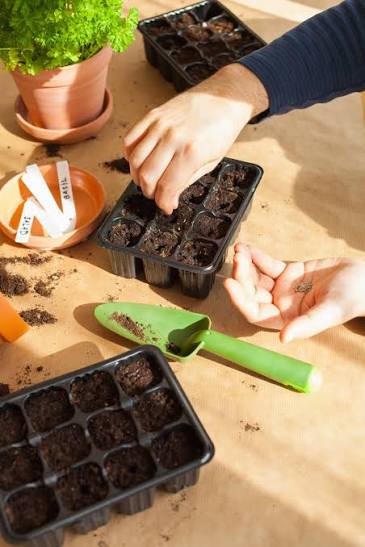 Seed Starting & Propagation