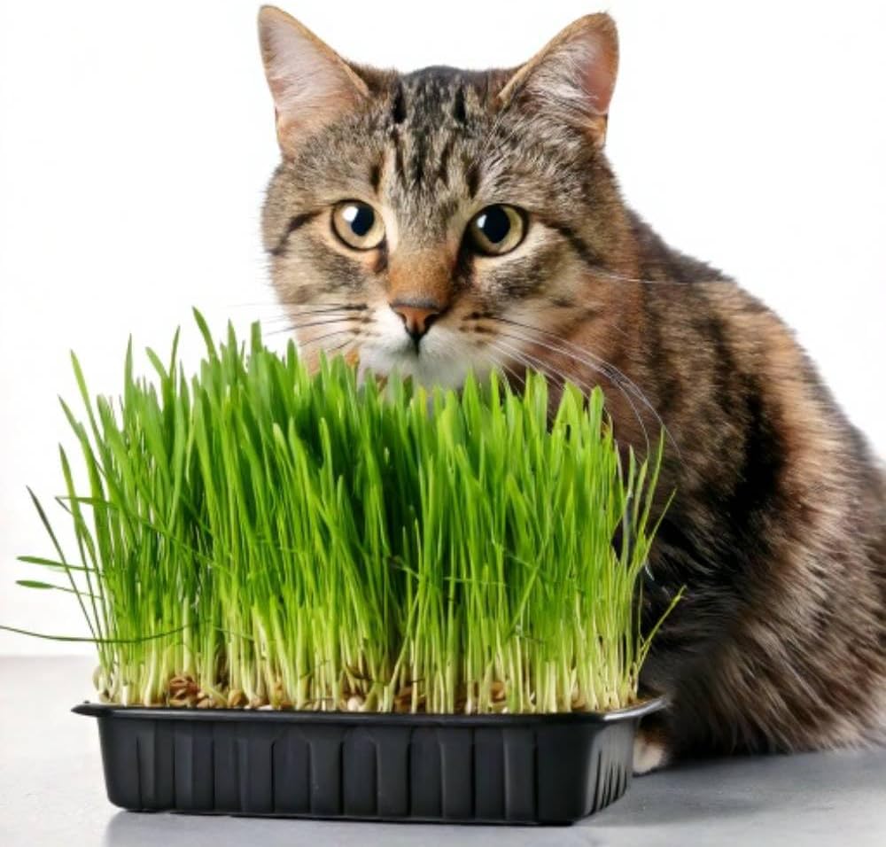 D.T. Brown Pet Grass Seed Raiser Kit
