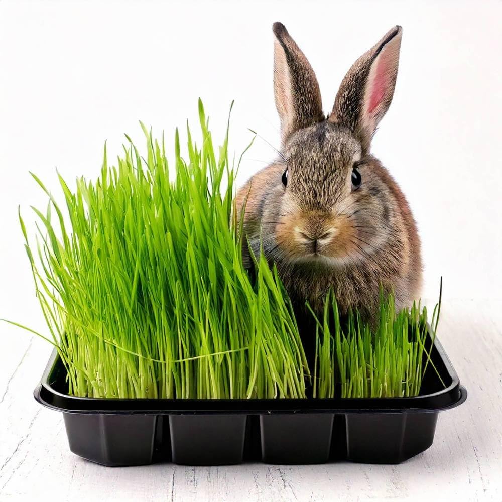 D.T. Brown Pet Grass Seed Raiser Kit