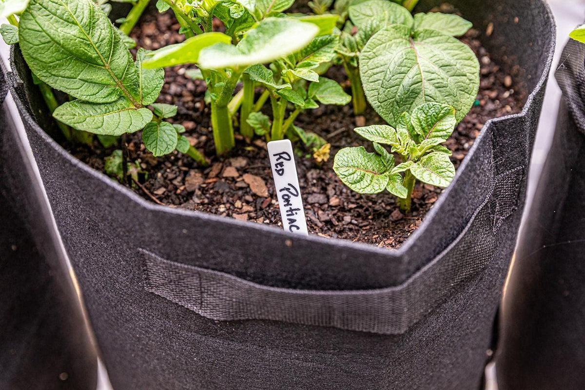 Gardzen Grow Bags, 6 Pack, 10 gal
