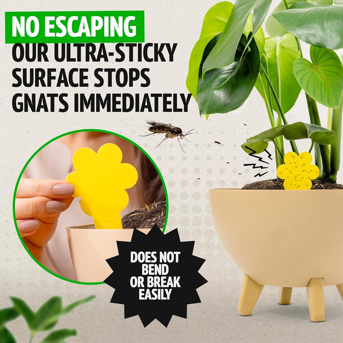 Super Ninja Fungus Gnat Traps, 10 Pack