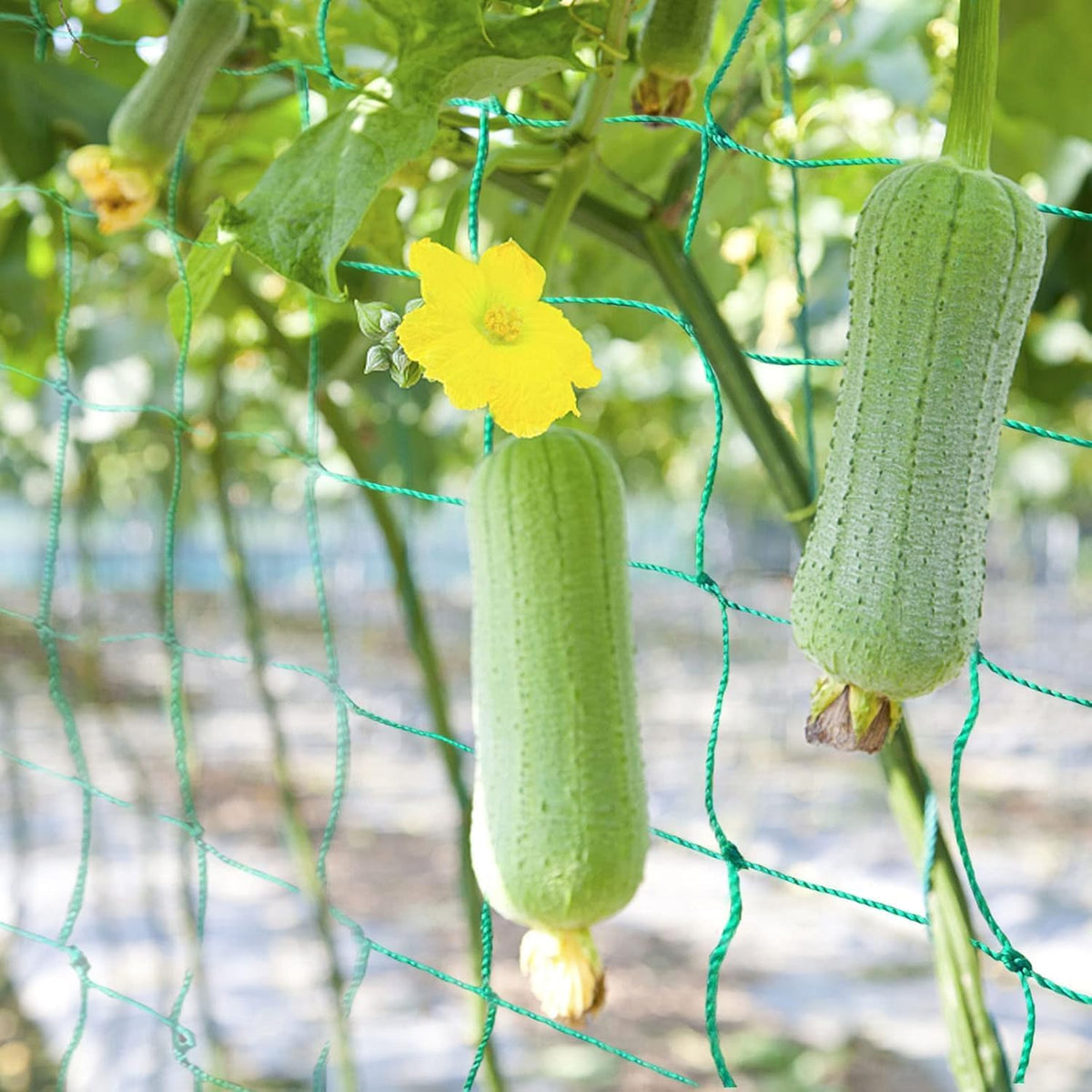 Trellis Netting, 16.4 x 6.6 ft