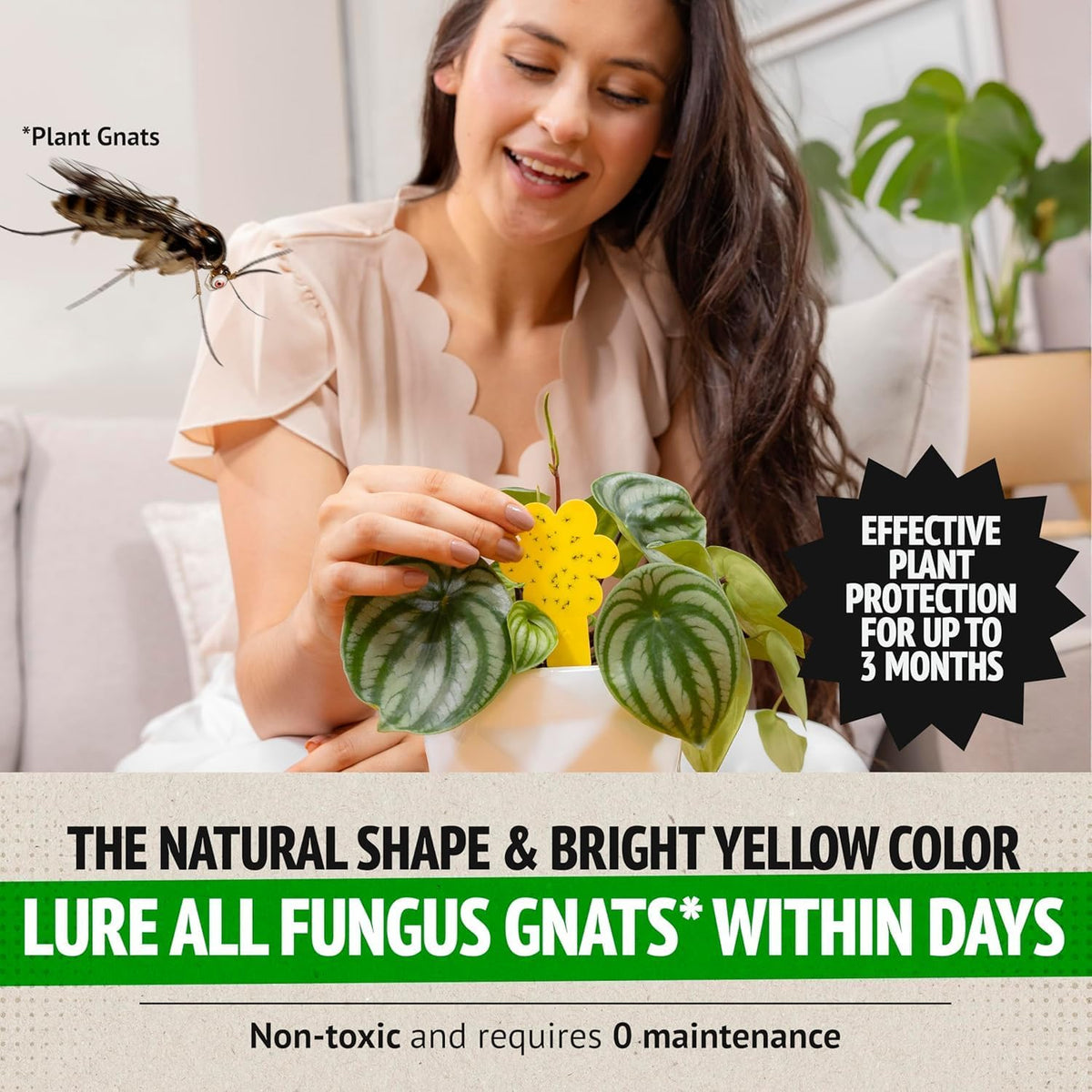 Super Ninja Fungus Gnat Traps, 10 Pack
