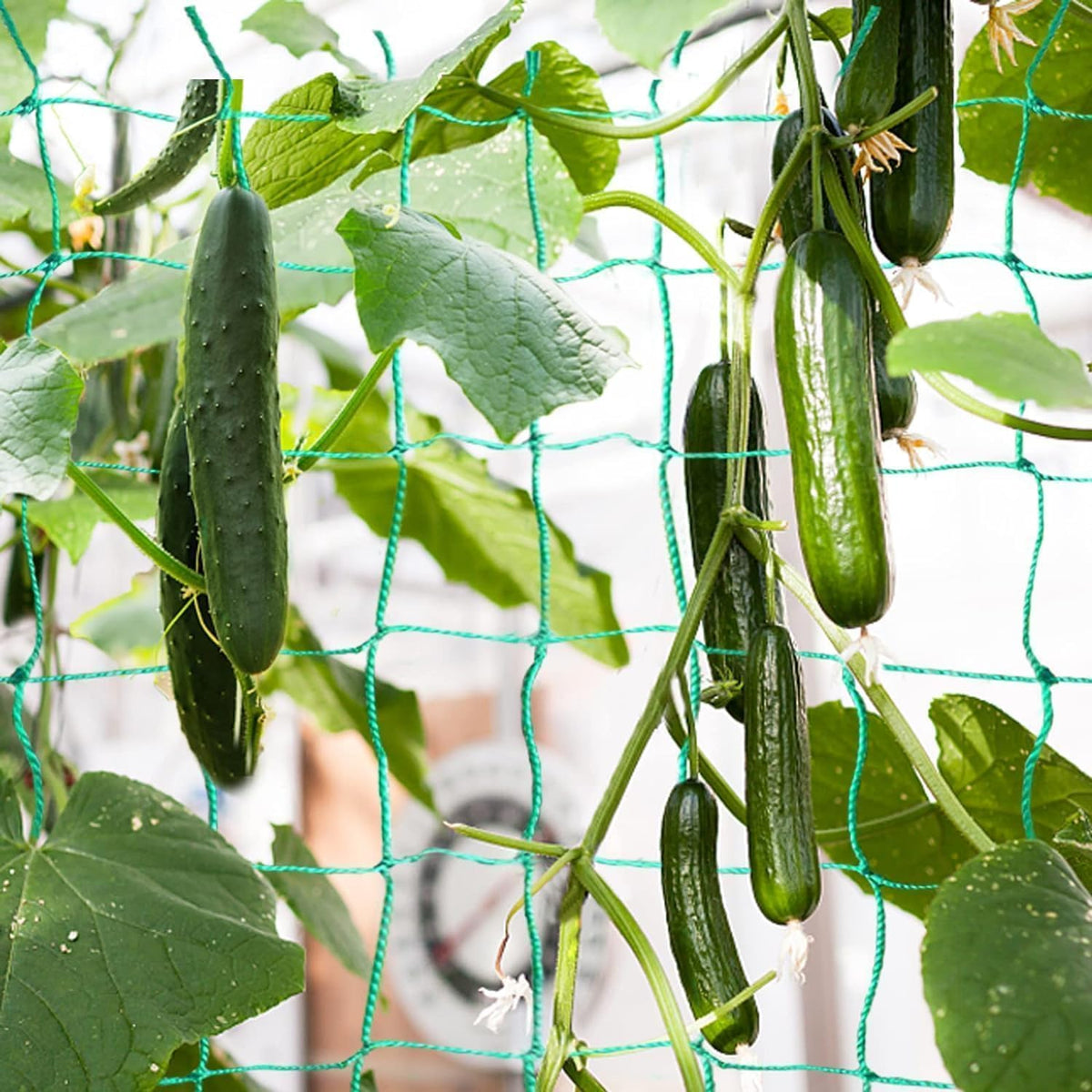 Trellis Netting, 16.4 x 6.6 ft