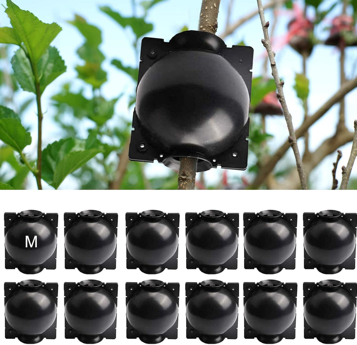 Plant Root Growing Boxes, 12 Pack