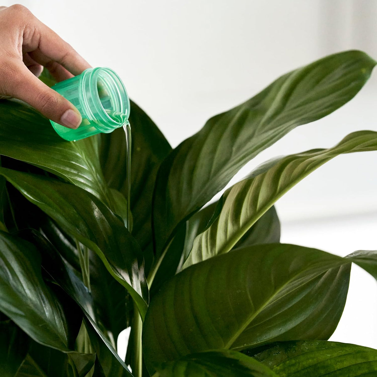 Scotts A Pour and Feed Fertiliser for House Plants, 500 ml