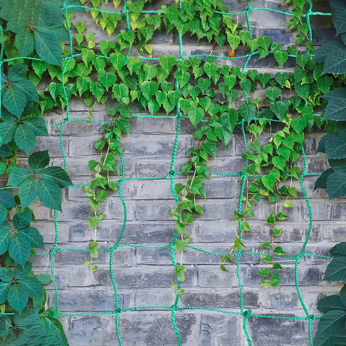 Trellis Netting, 16.4 x 6.6 ft