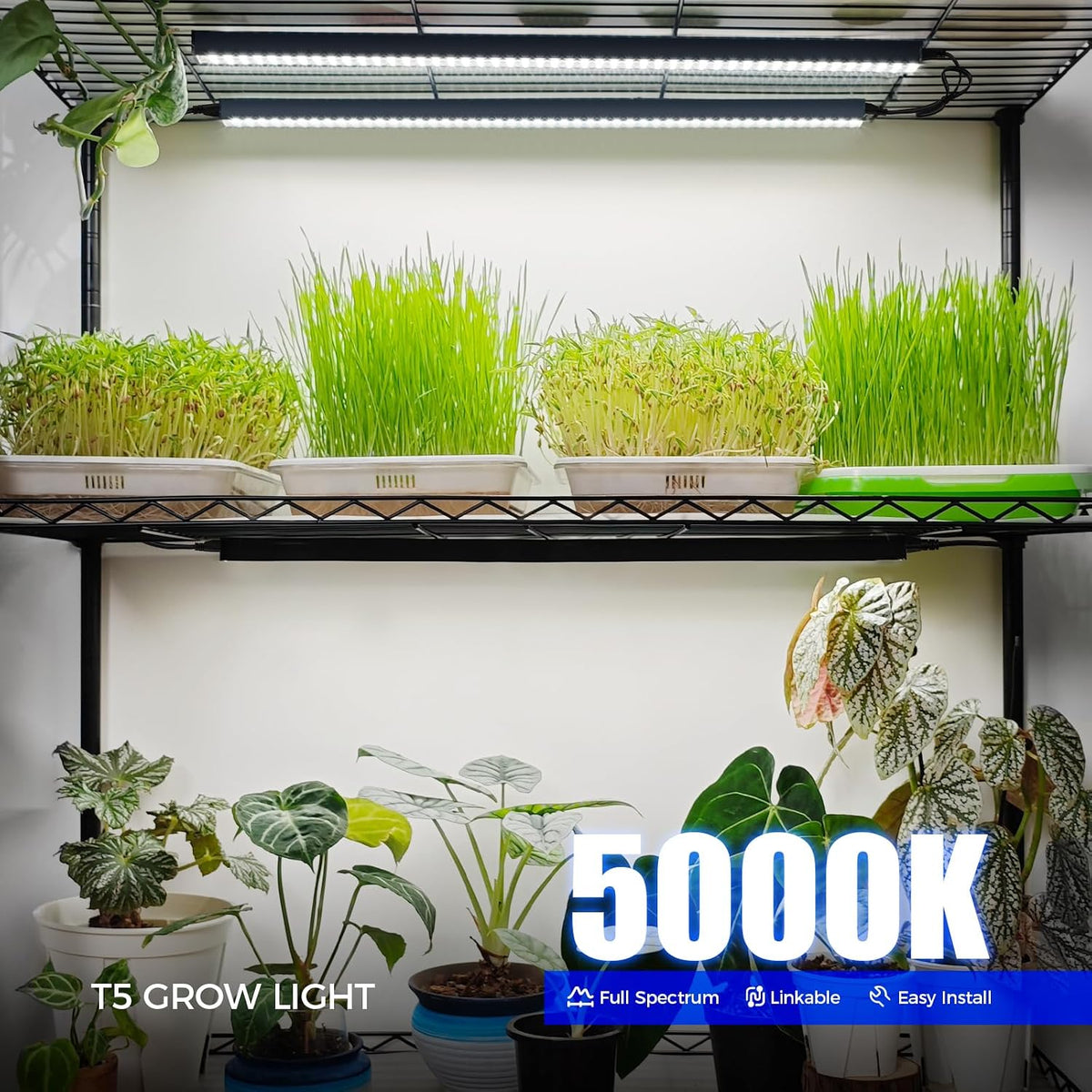 Barrina T5 Grow Lights, 2 ft, 6 Pack