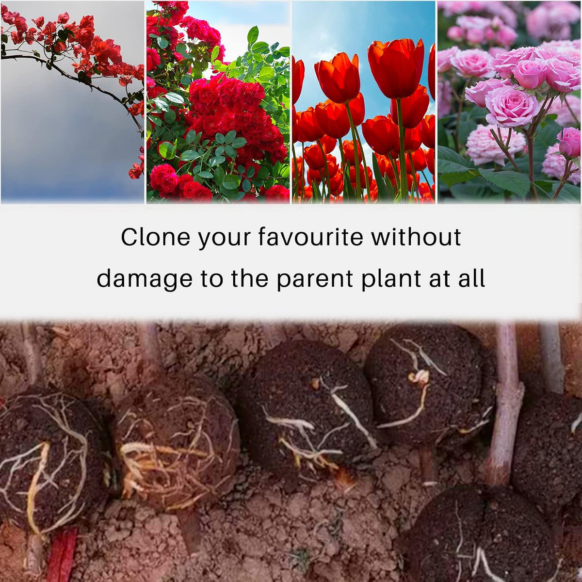 Plant Root Growing Boxes, 12 Pack