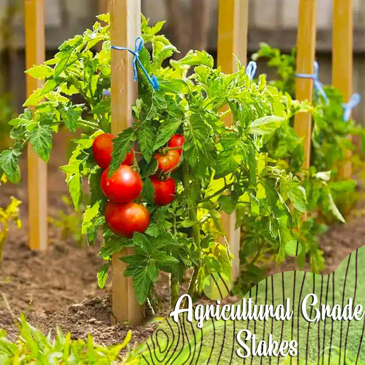 Circle of Trust Wooden Garden Stakes, 10 Pack, 30 cm