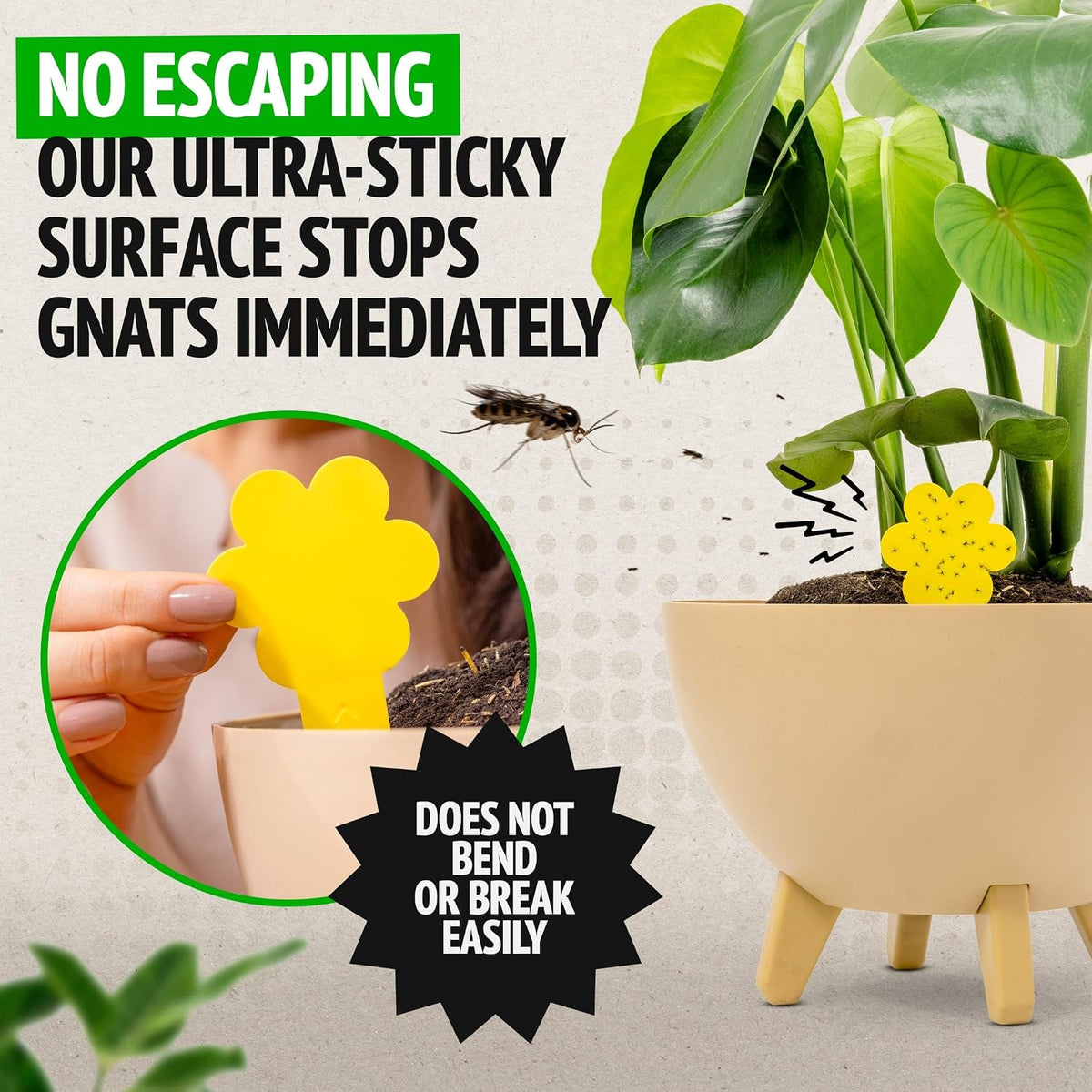 Super Ninja Fungus Gnat Traps, 10 Pack