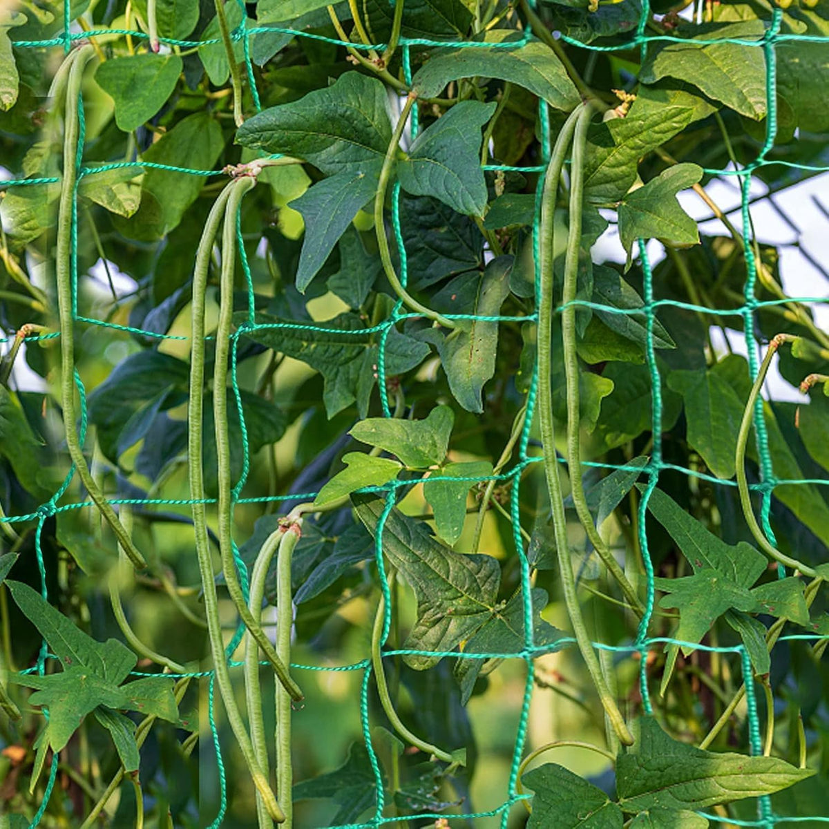Trellis Netting, 16.4 x 6.6 ft